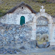Chapel with Llamas between Chuquibamba and Cotahuasi
